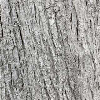 Photo Textures of Tree Bark